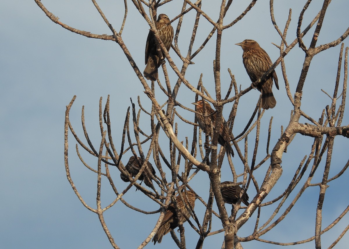 Red-winged Blackbird - Matt Tobin