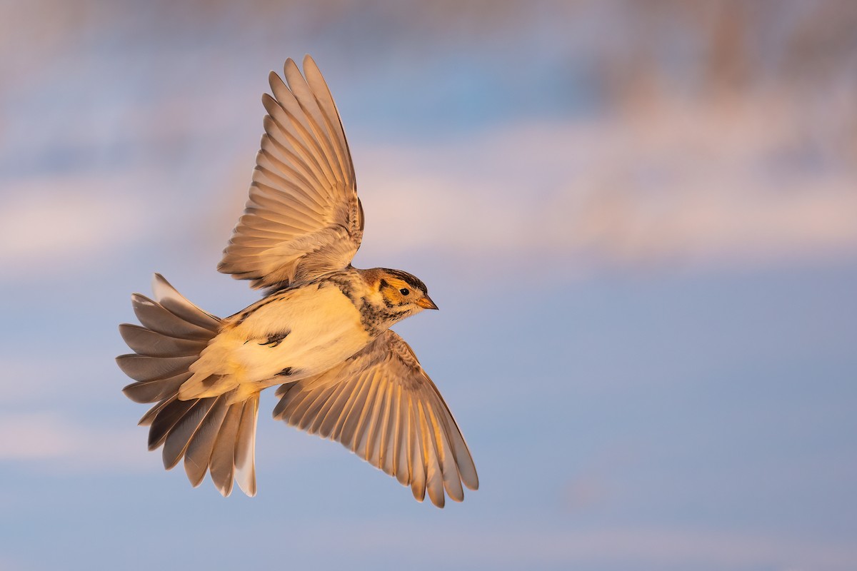 Lapland Longspur - ML413819791