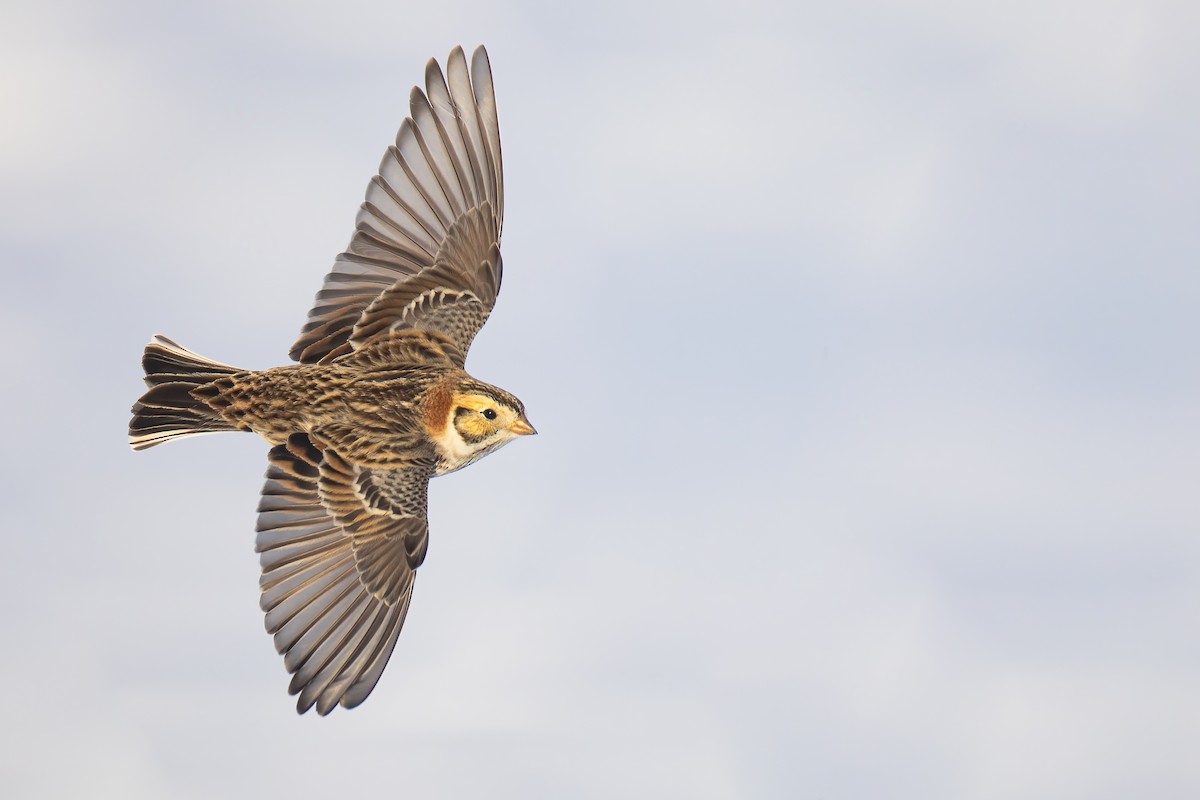 Lapland Longspur - Ryan Sanderson