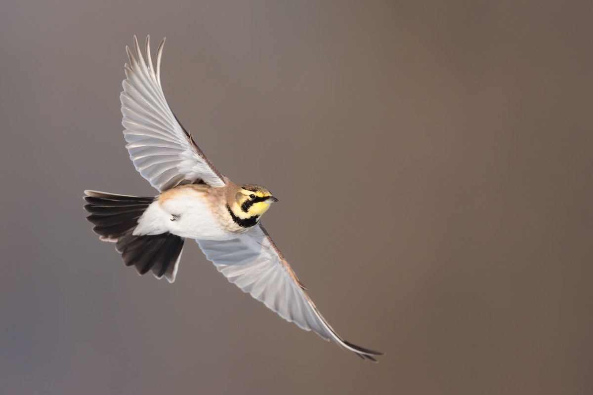 Horned Lark - Ryan Sanderson
