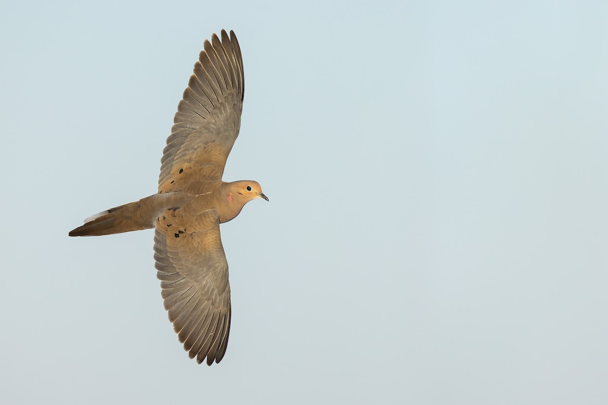 Mourning Dove - ML413819881