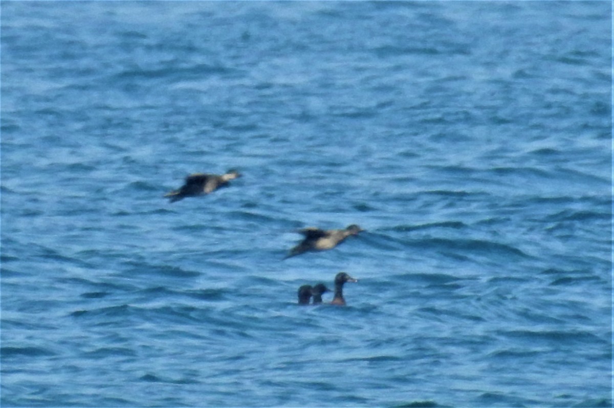 Common Scoter - ML413821041