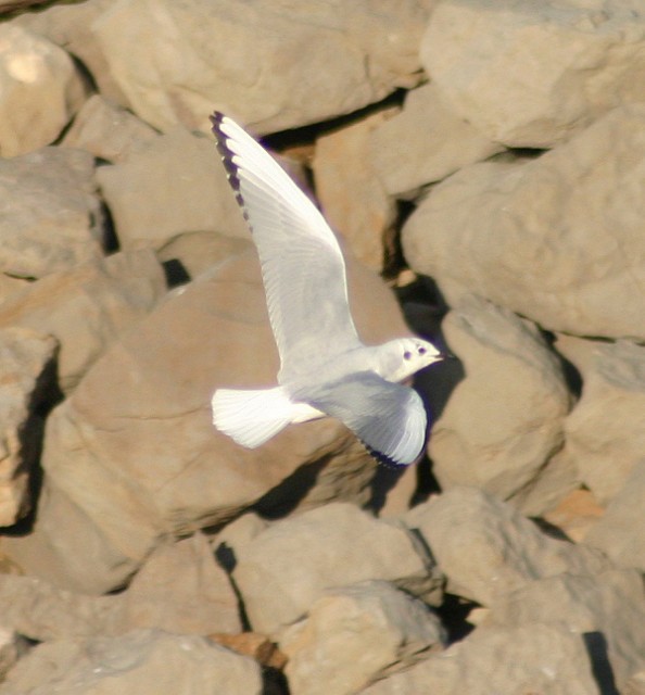 Bonaparte's Gull - ML41382181