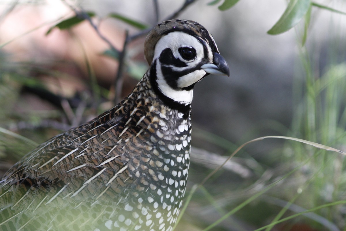 Montezuma Quail - ML413821811