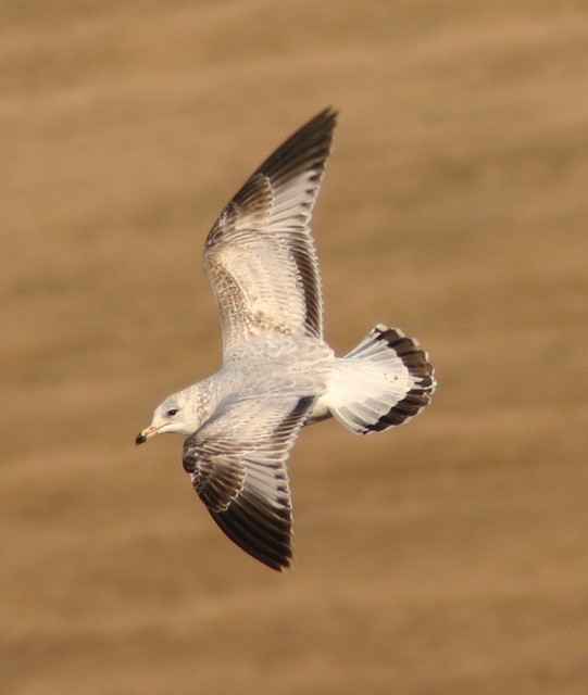 Ring-billed Gull - ML41382211