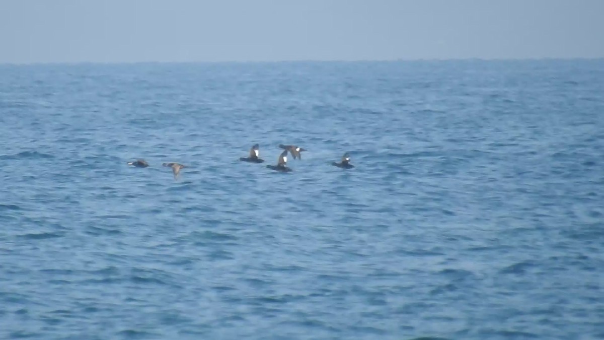 Velvet Scoter - ML413822621