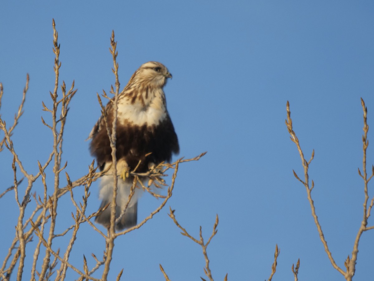 Rough-legged Hawk - ML413822711