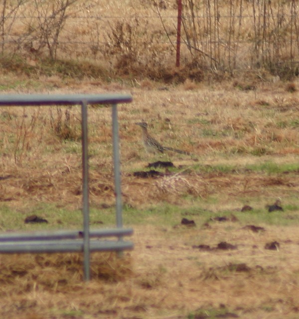 Greater Roadrunner - ML41382291