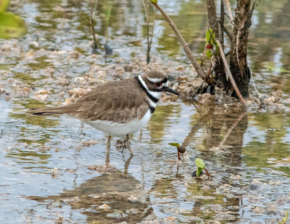 Killdeer - Mark and Holly Salvato