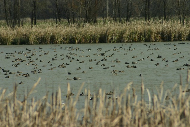 Gadwall - ML41382491