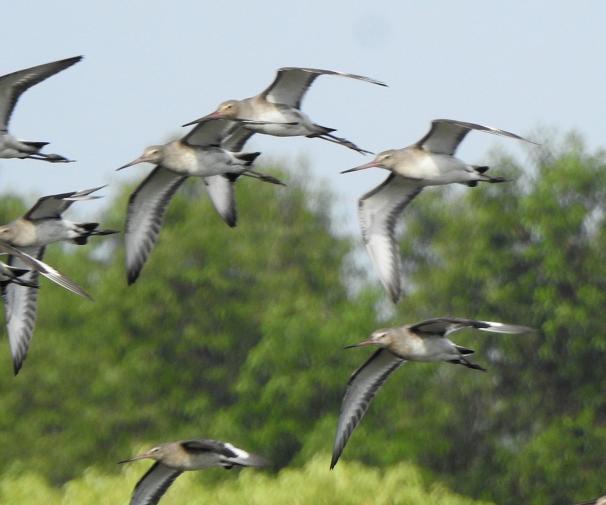 Black-tailed Godwit - ML413826521