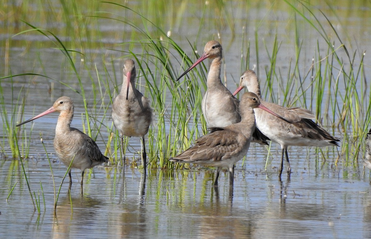 Black-tailed Godwit - Afsar Nayakkan