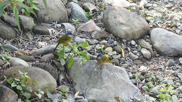 Collared Finchbill - ML413826821