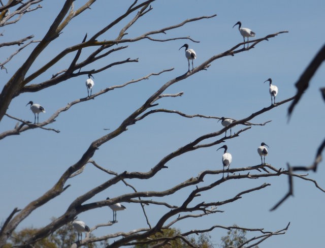 Australian Ibis - ML41382771