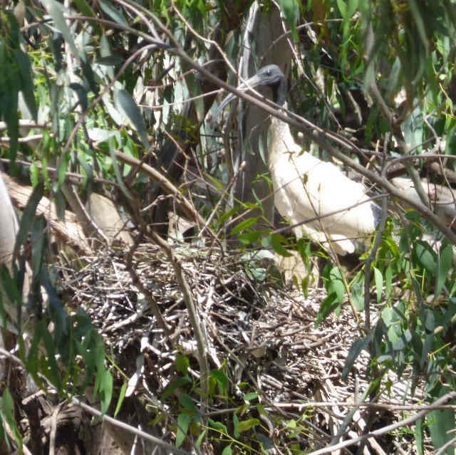 Australian Ibis - ML41382781