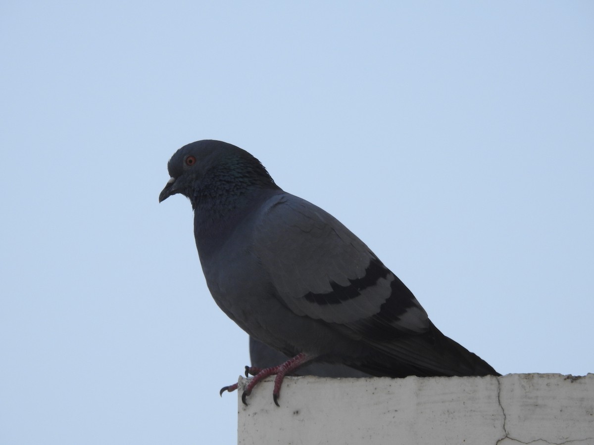Rock Pigeon (Feral Pigeon) - Saheb Singh Bal