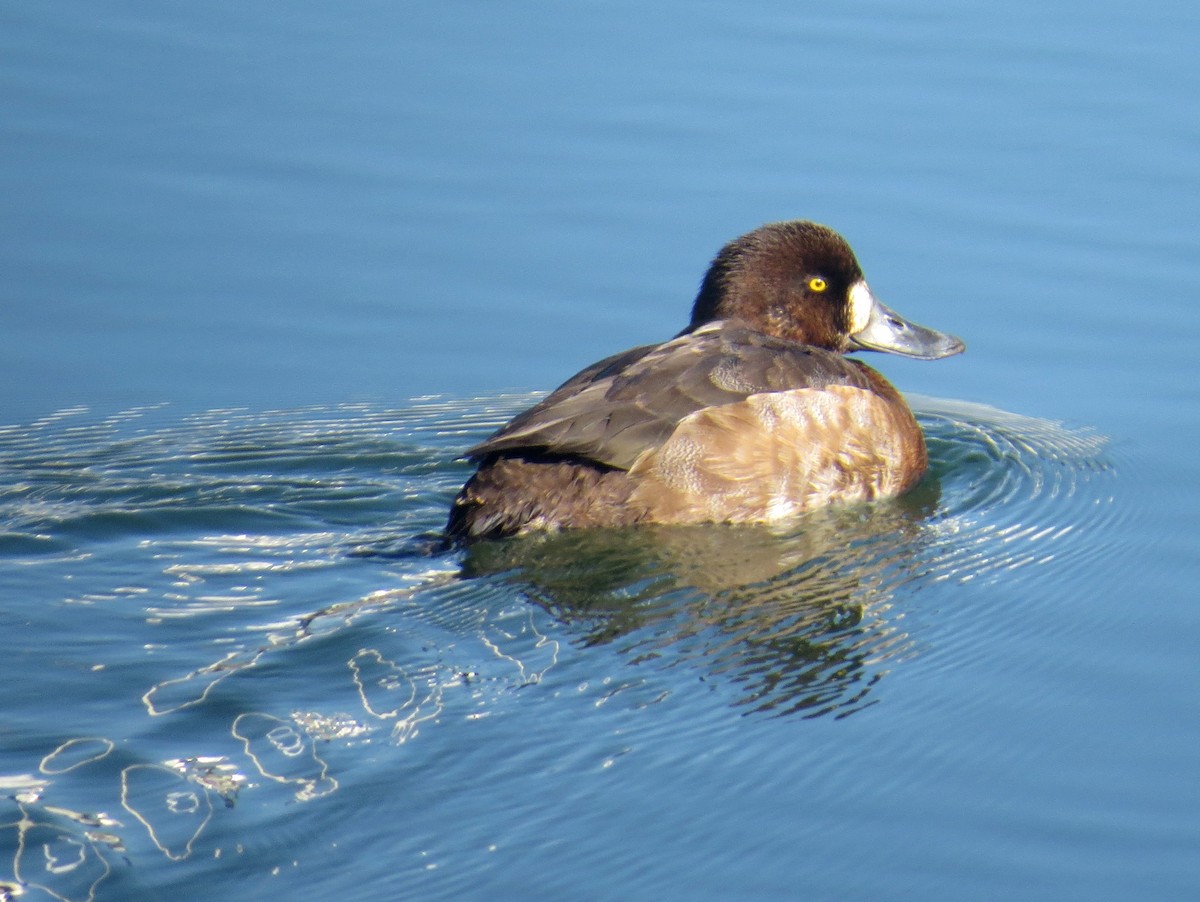 Greater Scaup - Sergey Pavlov