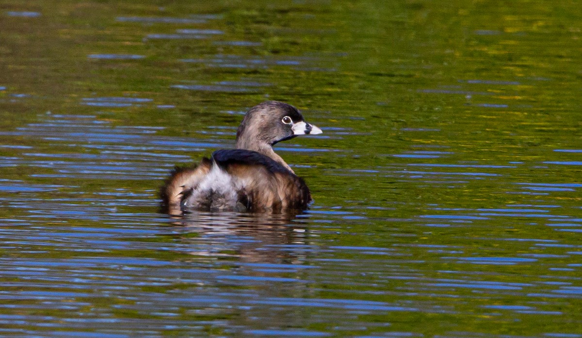 Pied-billed Grebe - Timothy Aarons