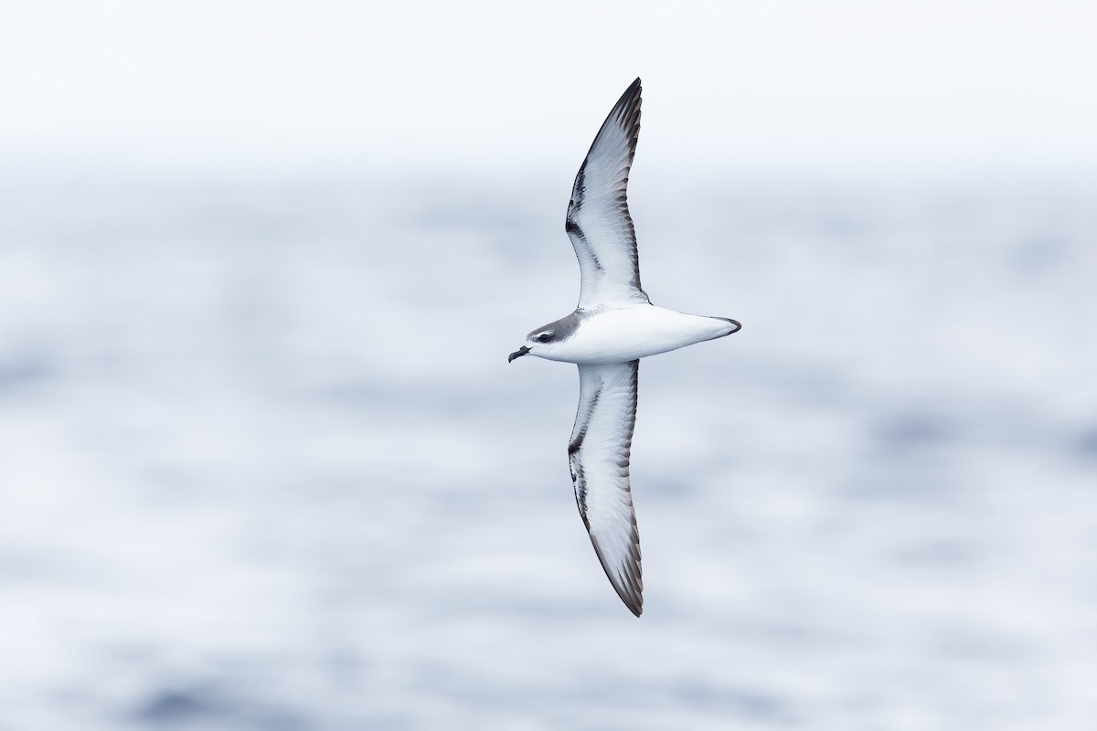 Cook's Petrel - ML413833041