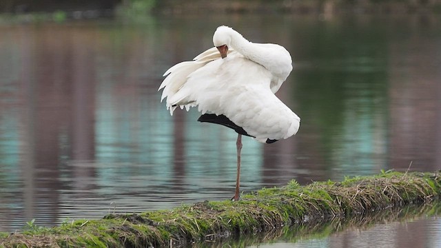 Siberian Crane - ML413833131