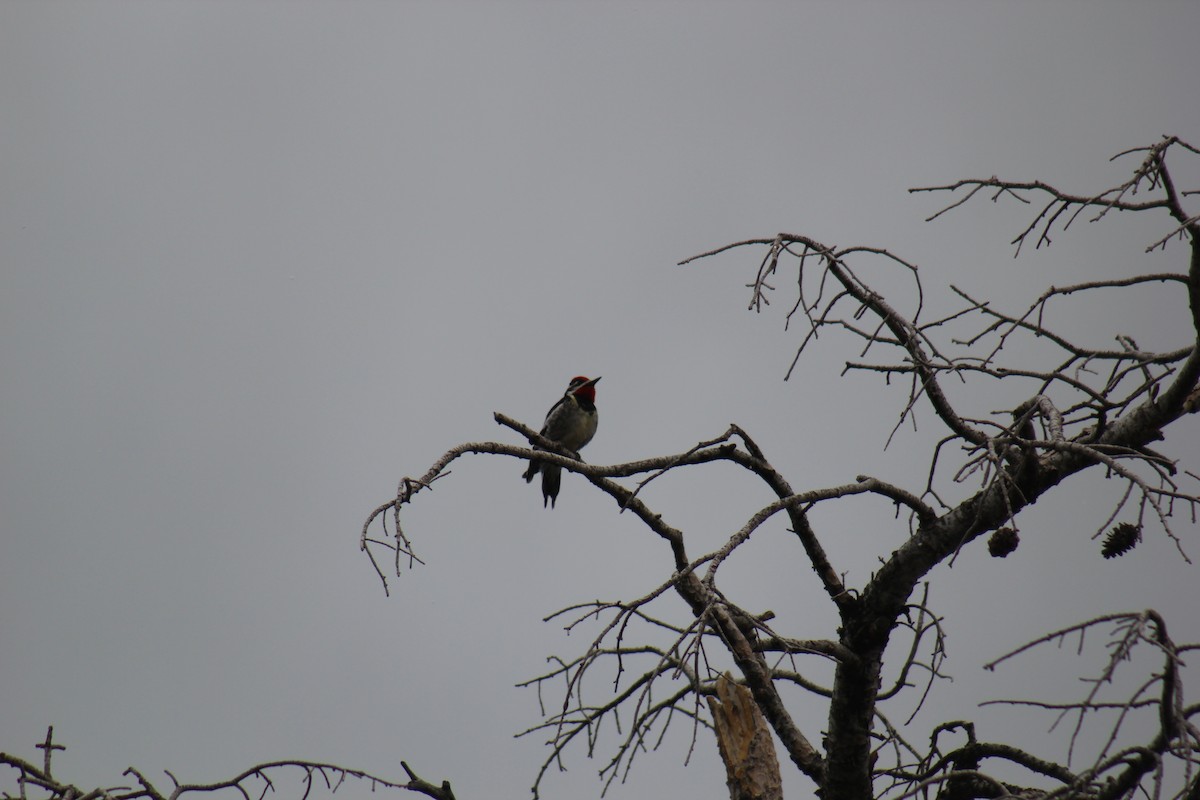 Red-naped Sapsucker - ML41383381