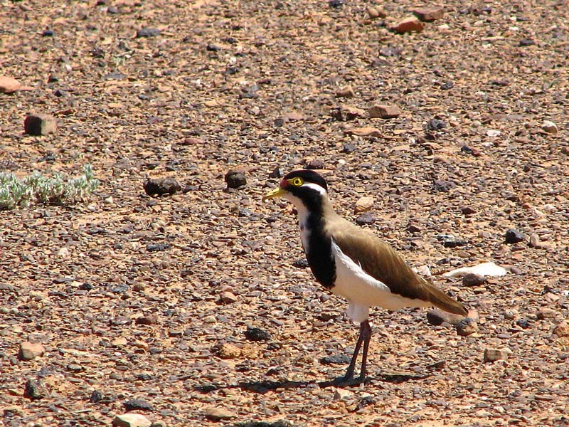 Banded Lapwing - ML413834461