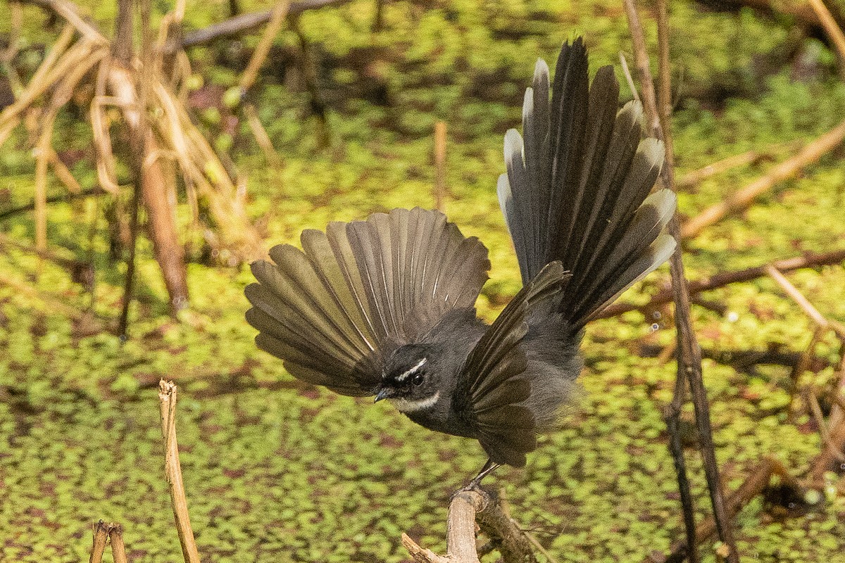 White-throated Fantail - ML413834511
