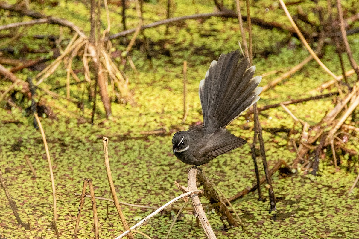 White-throated Fantail - ML413834561
