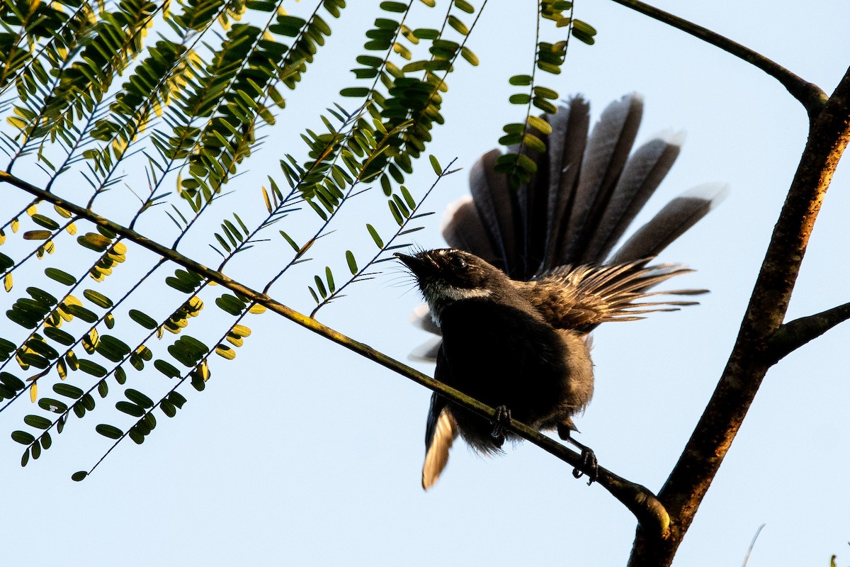 White-throated Fantail - ML413834651