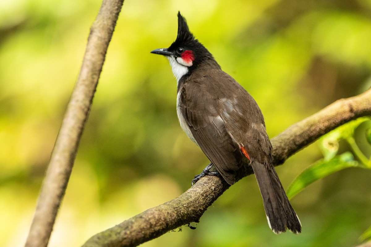 Red-whiskered Bulbul - ML413834741