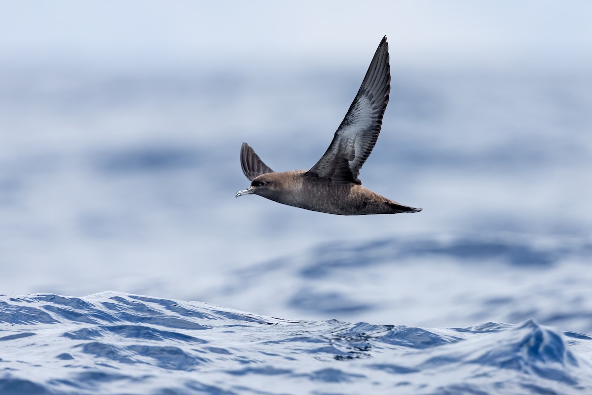 Sooty Shearwater - ML413834981