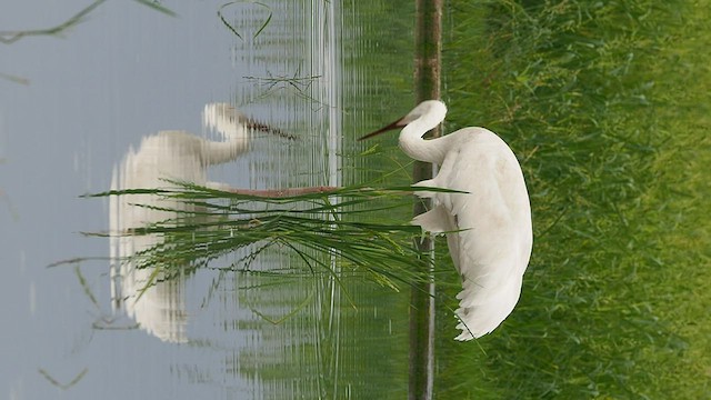 Siberian Crane - ML413835001