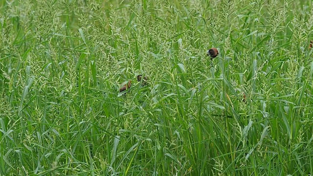 Chestnut Munia - ML413835481