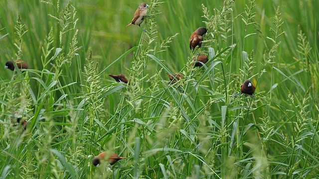 Chestnut Munia - ML413836041