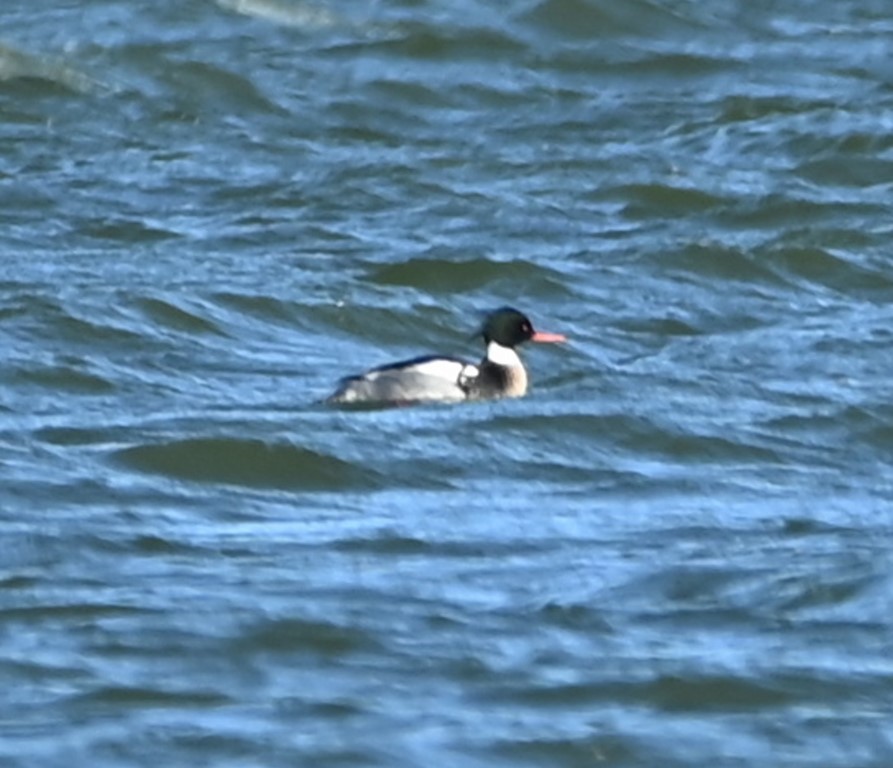 Red-breasted Merganser - ML413836561