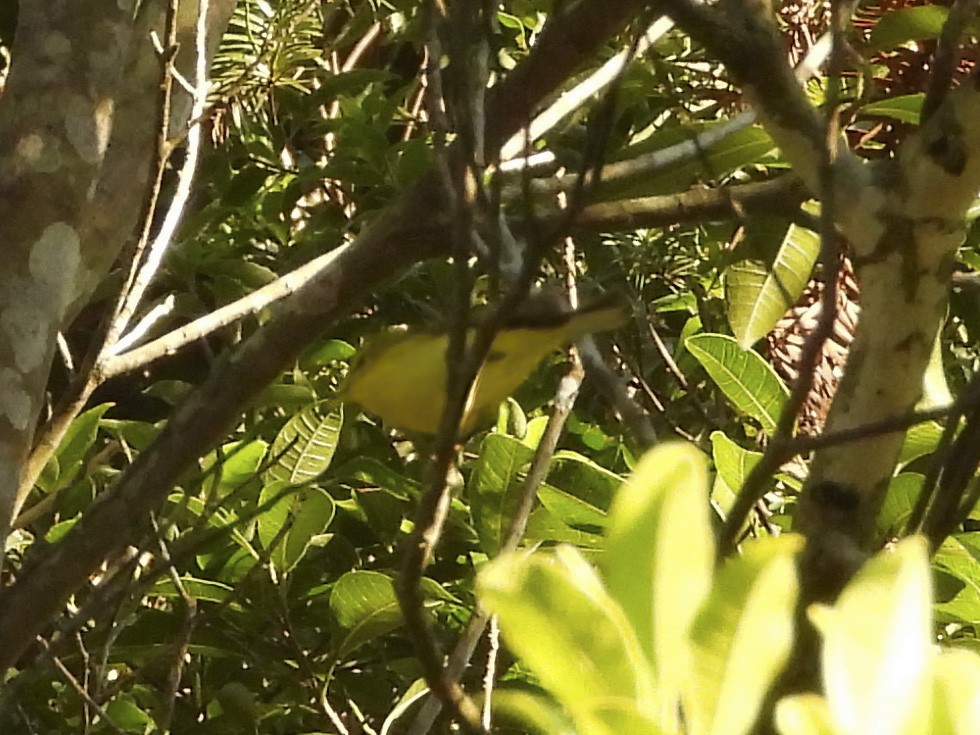Hainan Leaf Warbler - ML413838441