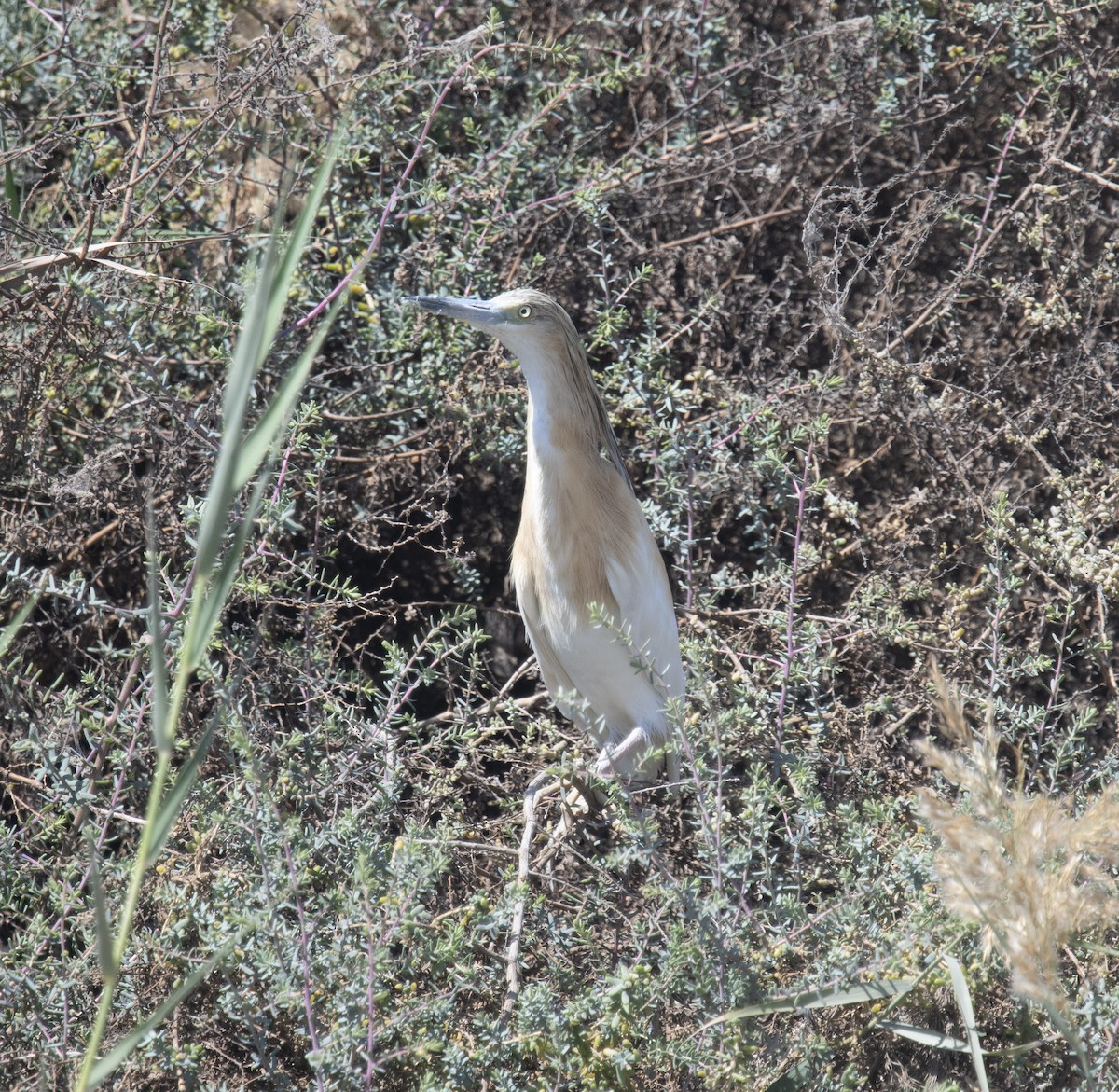 Squacco Heron - ML413839731