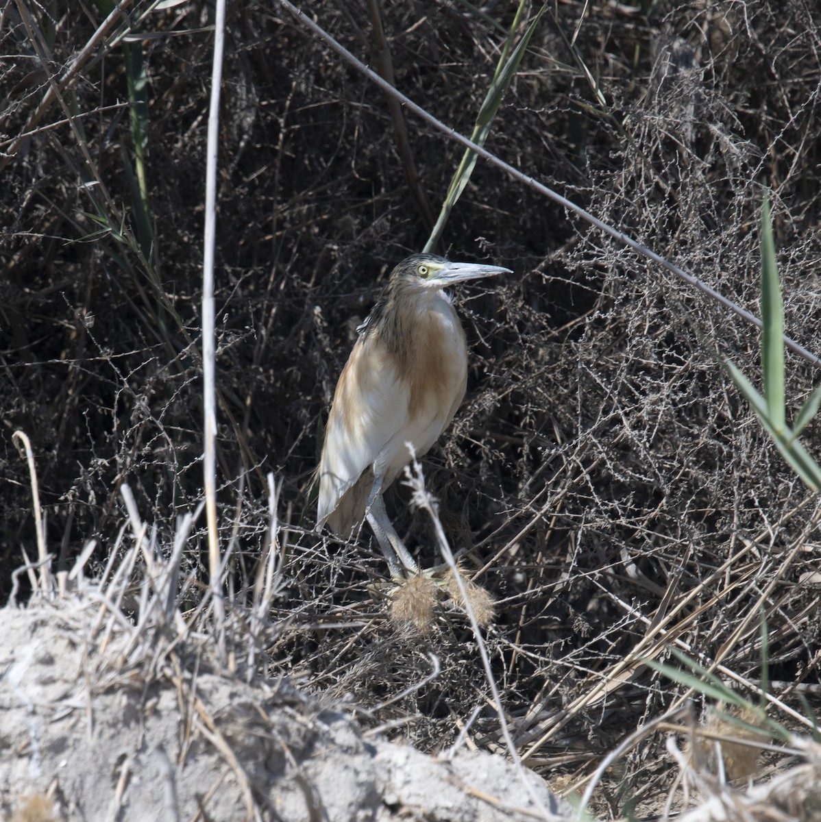 Crabier chevelu - ML413839741