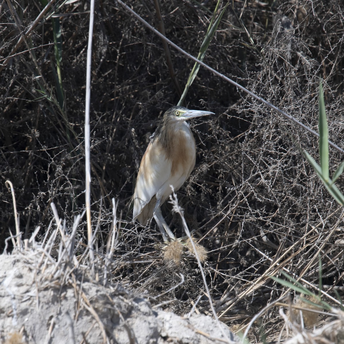 Squacco Heron - ML413839741