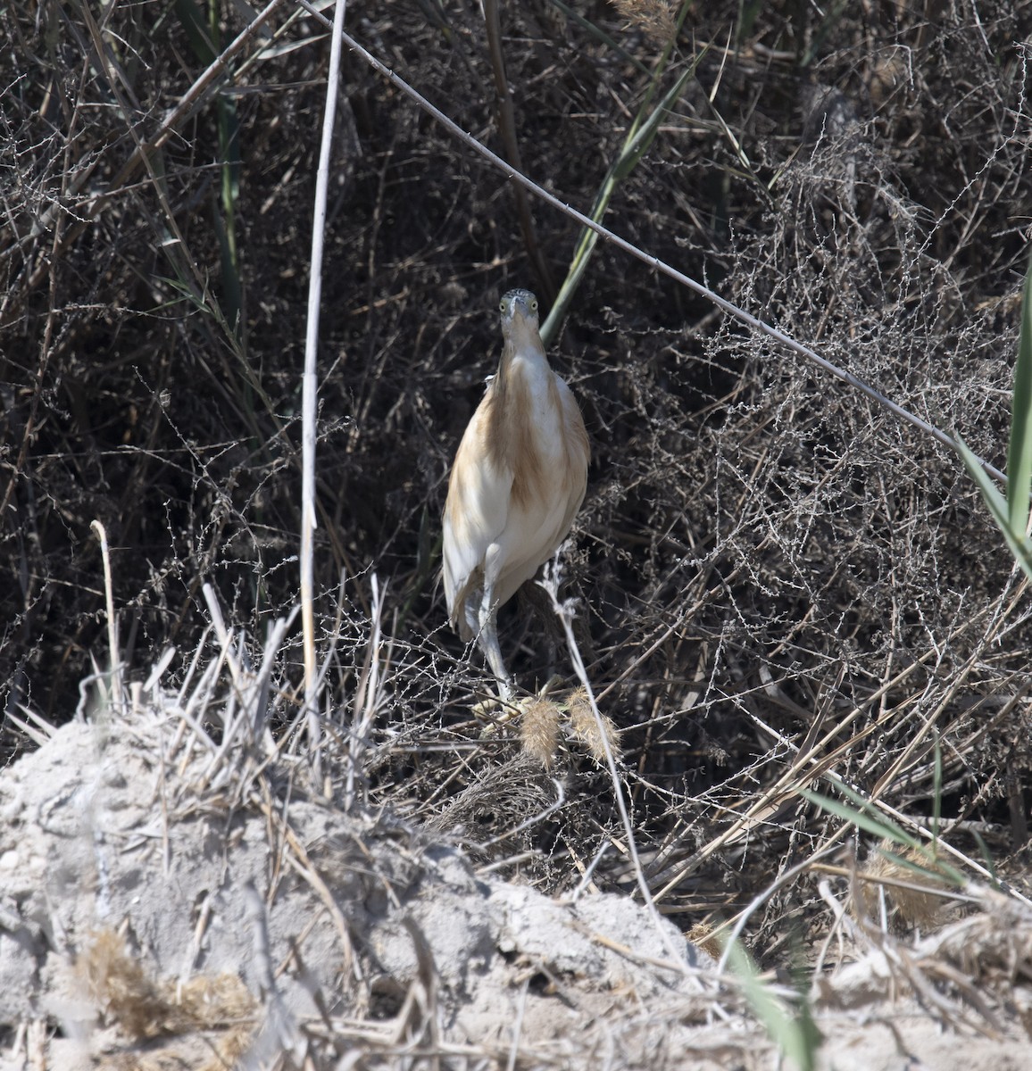 Crabier chevelu - ML413839751