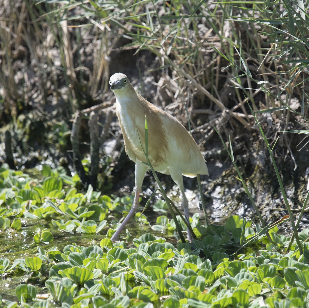 Squacco Heron - ML413839771