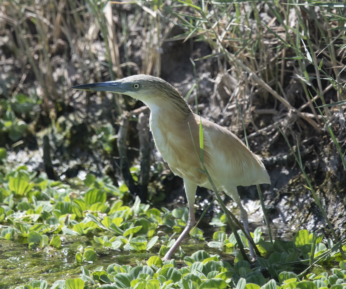 Squacco Heron - ML413839781