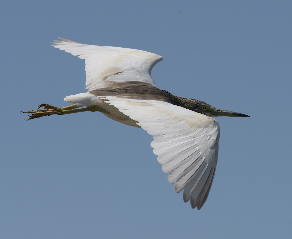 Squacco Heron - ML413839791