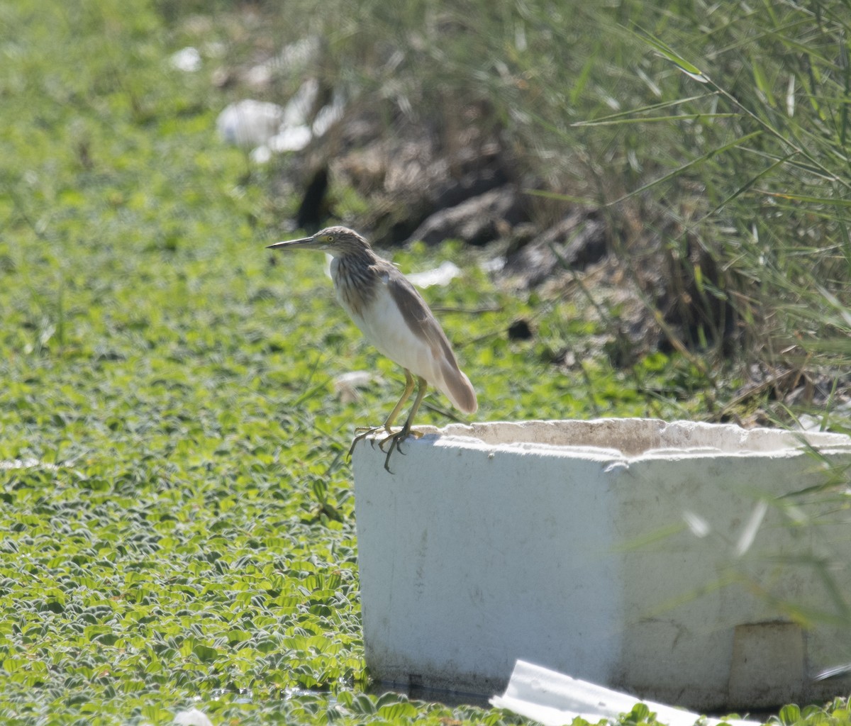 Squacco Heron - ML413839811