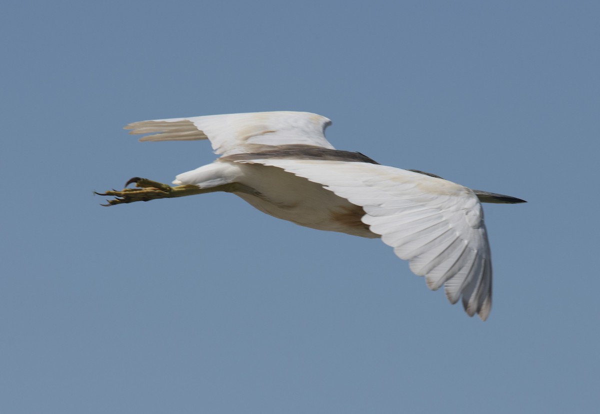 Squacco Heron - ML413839831