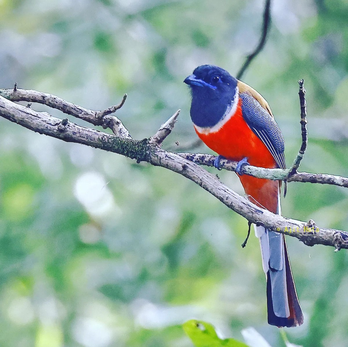 Malabar Trogon - ML413841421