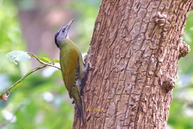 Gray-headed Woodpecker - ML413841821