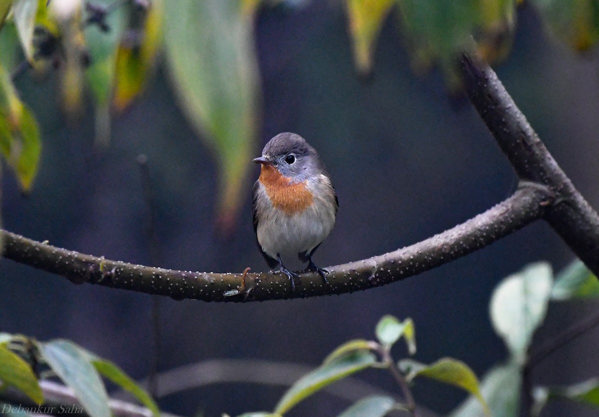 Red-breasted Flycatcher - ML413842611
