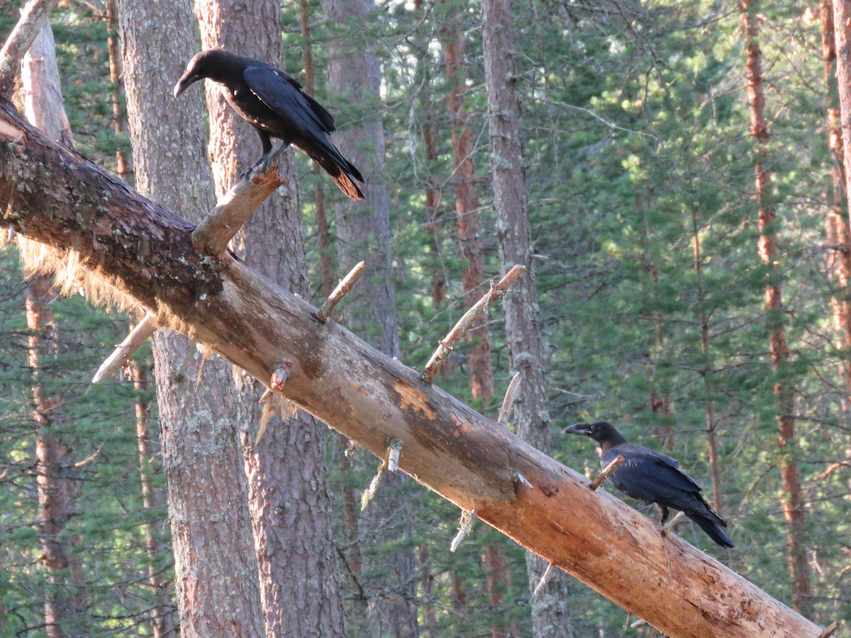 Common Raven - ML41384341