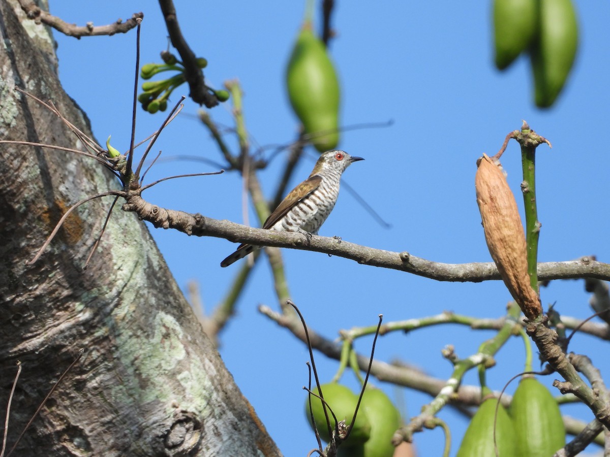 Little Bronze-Cuckoo - Abdul Afiq Abdul Rahman